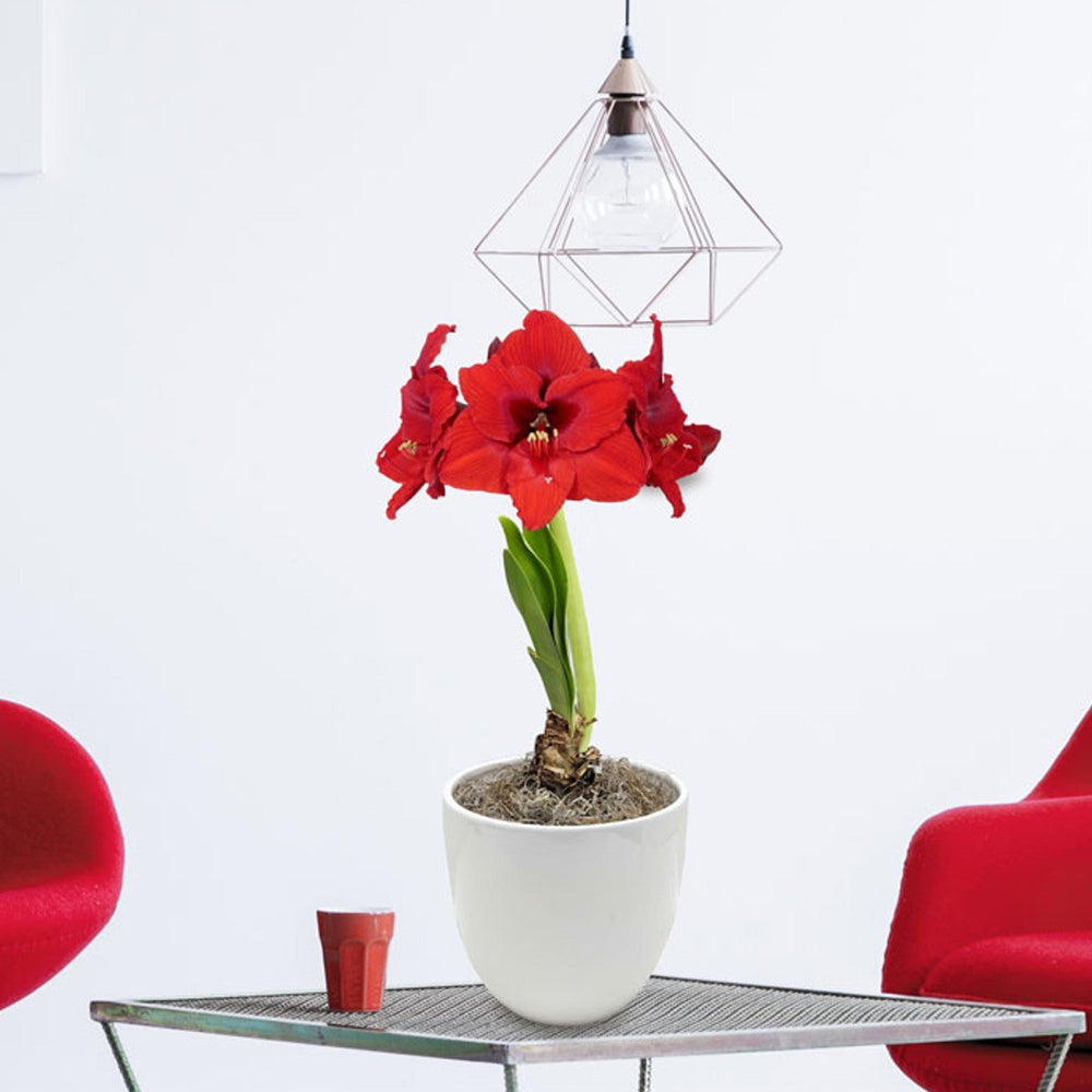 Amaryllis - Ferrari in a Round Planter