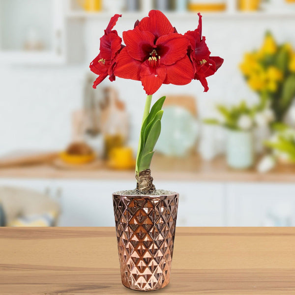 Amaryllis - Ferrari in a Round Planter