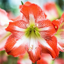 Amaryllis - Candy Cane Collection: 3 Bulbs