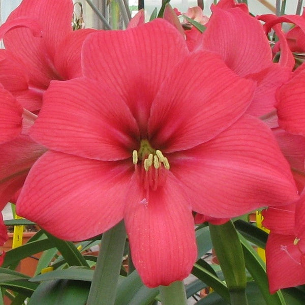 Amaryllis - Pink Pizzazz: 1 Bulb