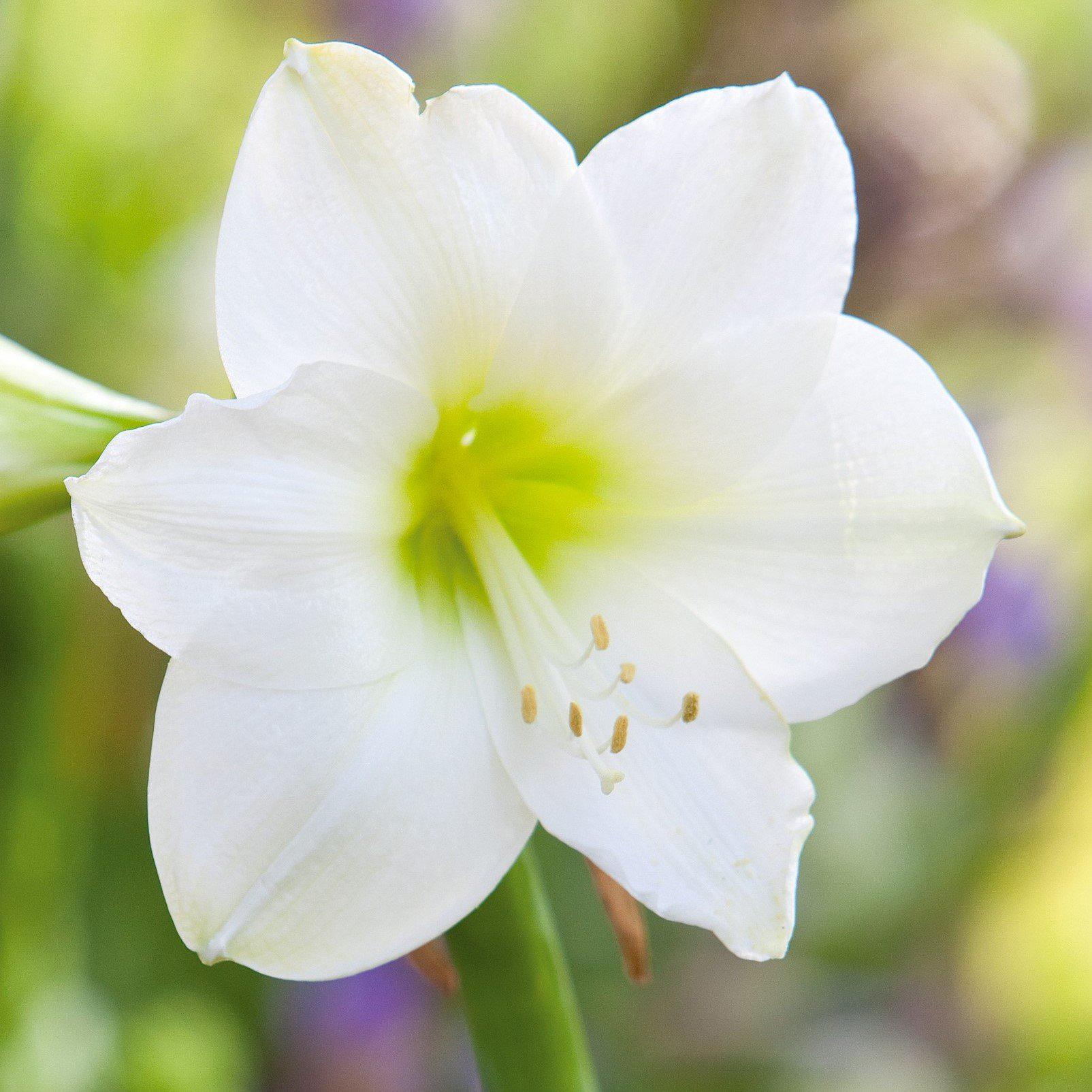 Amaryllis - White Christmas: 1 Bulb