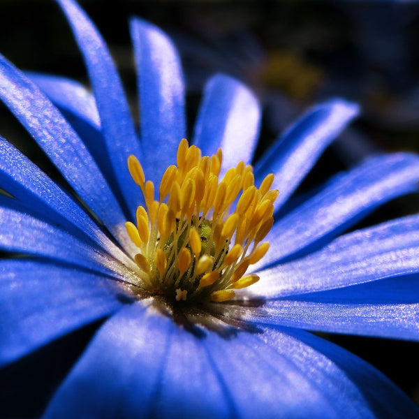 Anemone - Blanda Blue Shades: 20 Bulbs