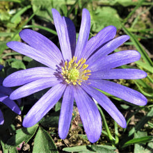 Anemone - Blanda Blue Shades: 20 Bulbs