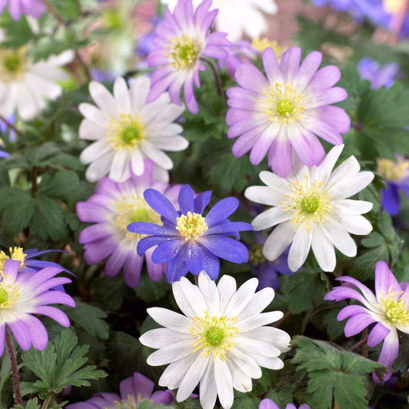 Anemone - Blanda Flutter Mix: 60 Bulbs