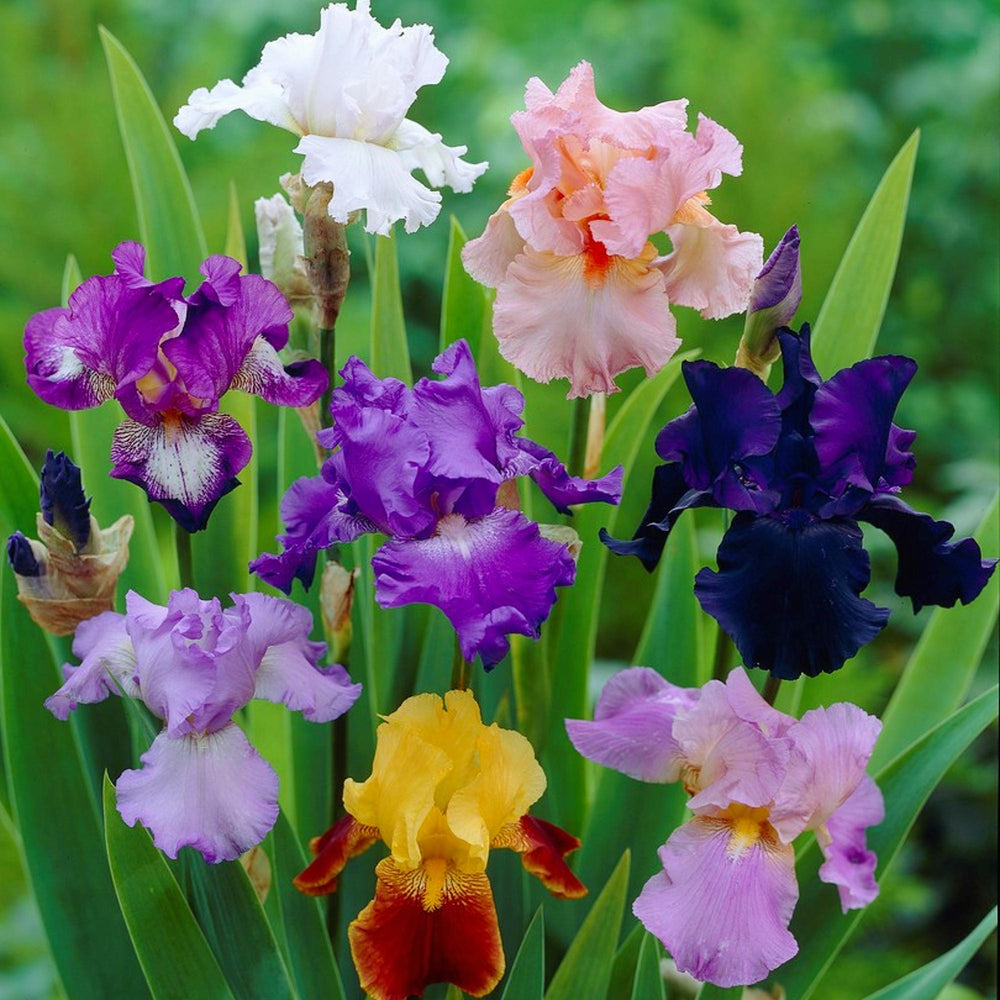 Bearded Iris - Califlora Colorful Crop Mix (Reblooming)