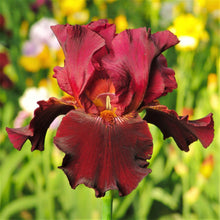 Bearded Iris - Califlora Bernice's Legacy (Reblooming)