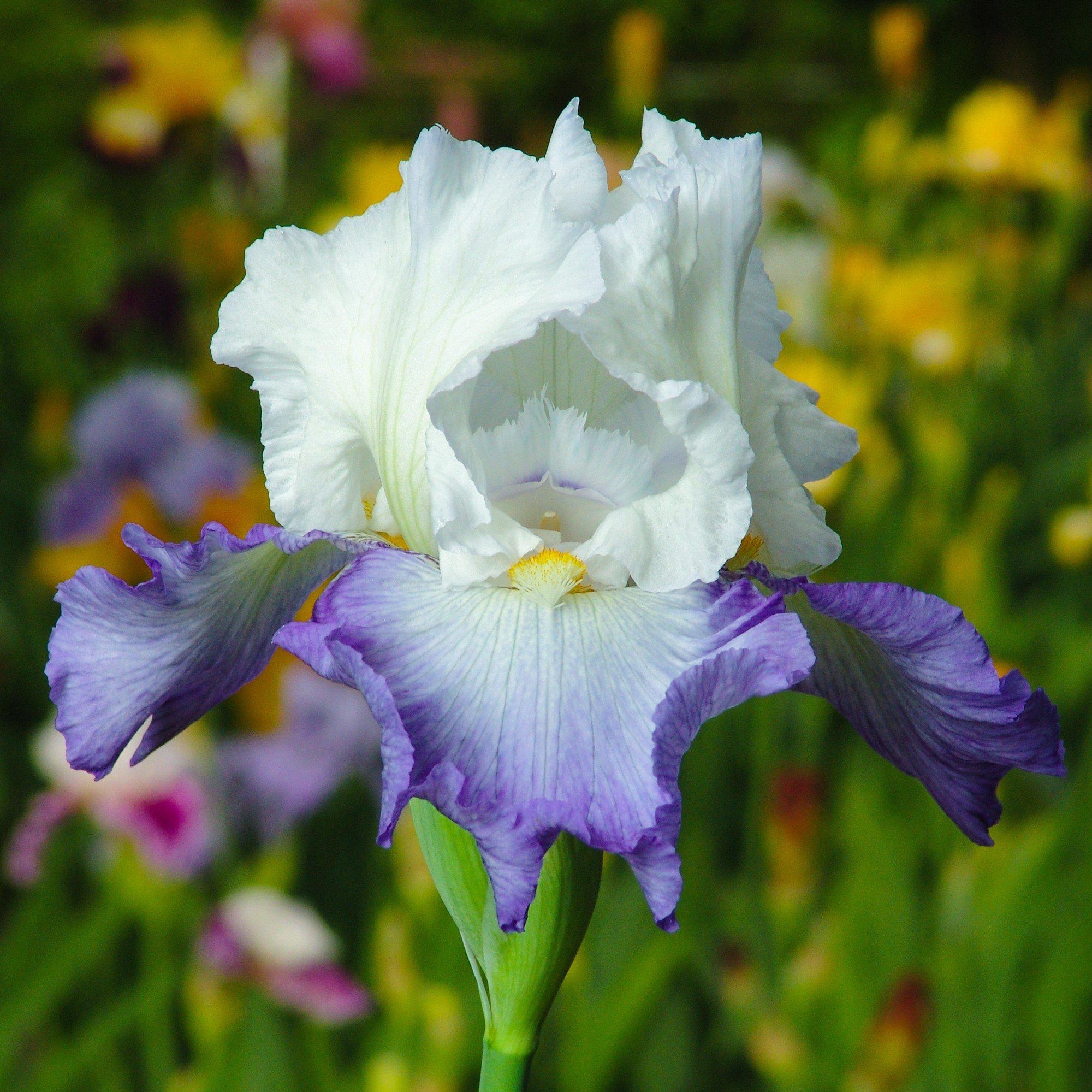 Bearded Iris - Califlora Clarence (Reblooming)