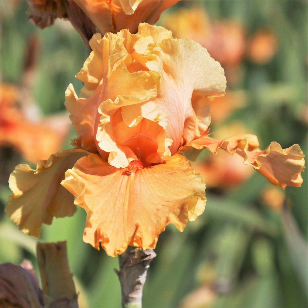 Bearded Iris - Califlora Cordoba (Reblooming)