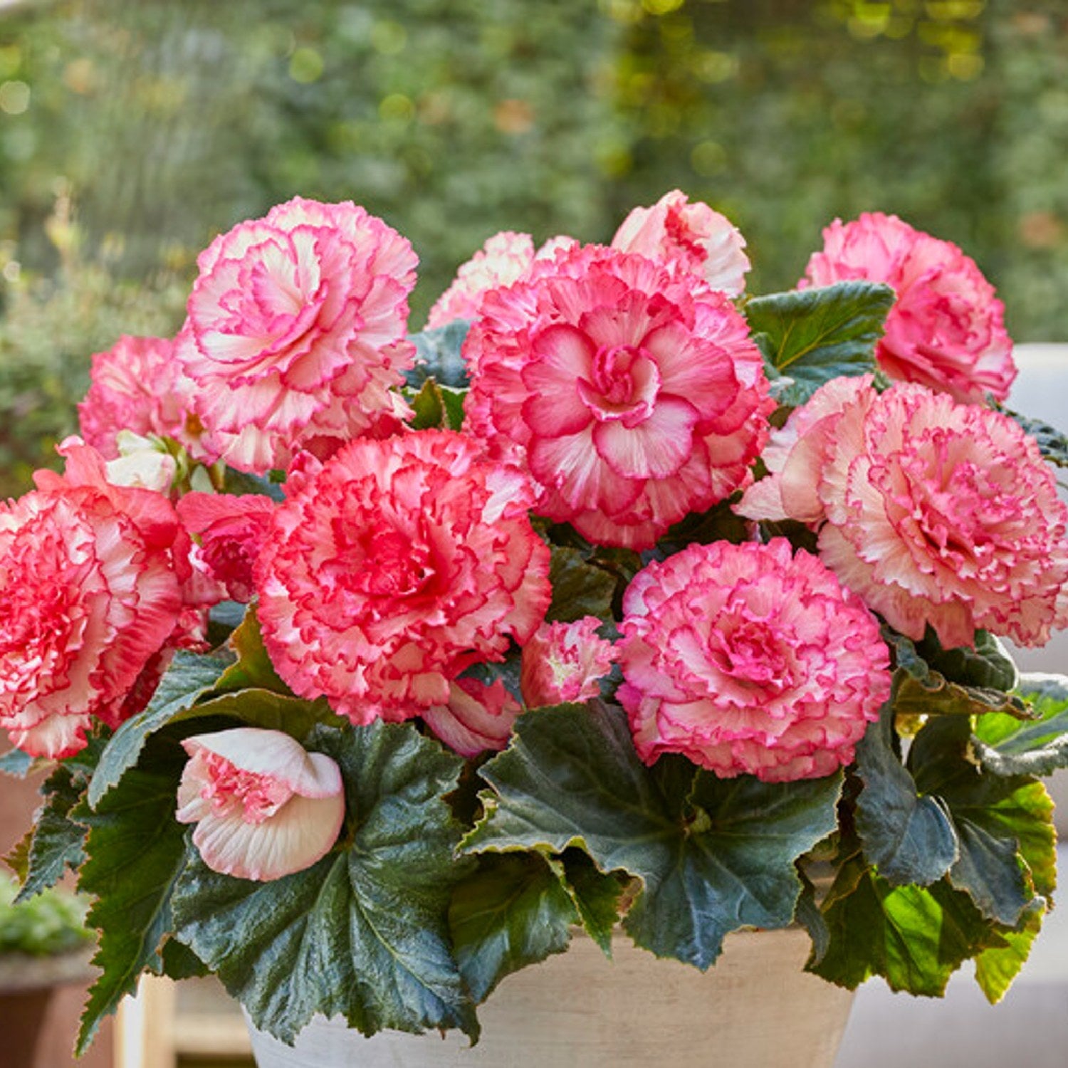 Begonia - Picotee White Pink: 3 tubers