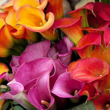 Calla - Rainbow Mix: 12 rhizomes