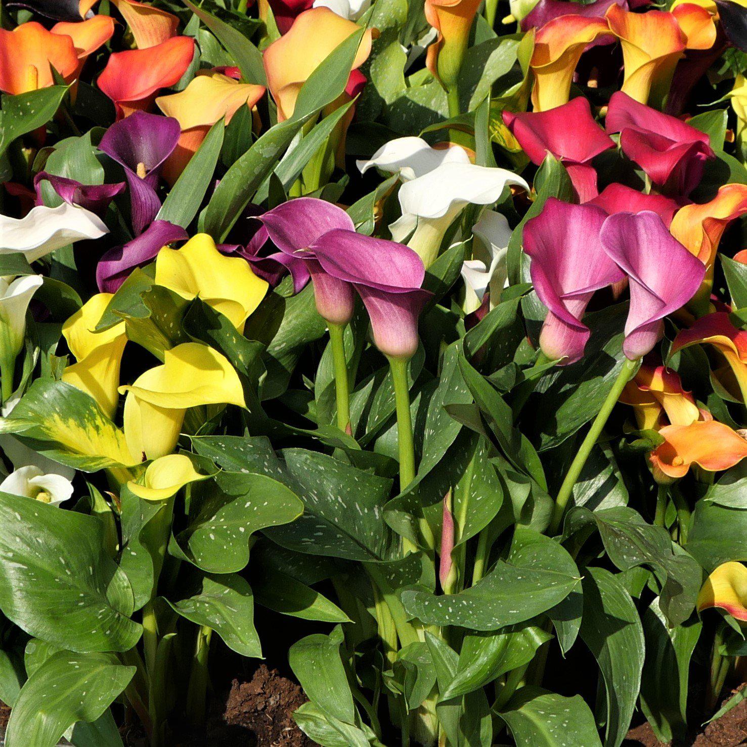 Calla - Rainbow Mix: 12 rhizomes