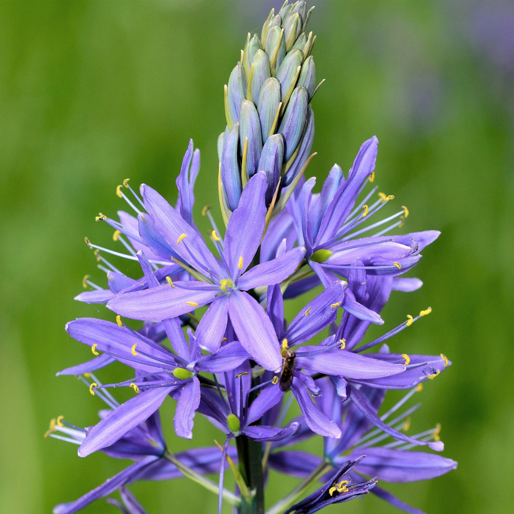 Camassia - Quamash Blue Melody: 5 Bulbs