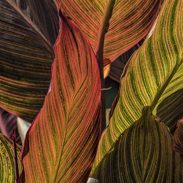 Canna - Tropicanna: 1 rhizome