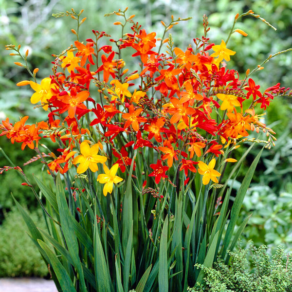 Crocosmia - Red Hot Mix: 20 corms