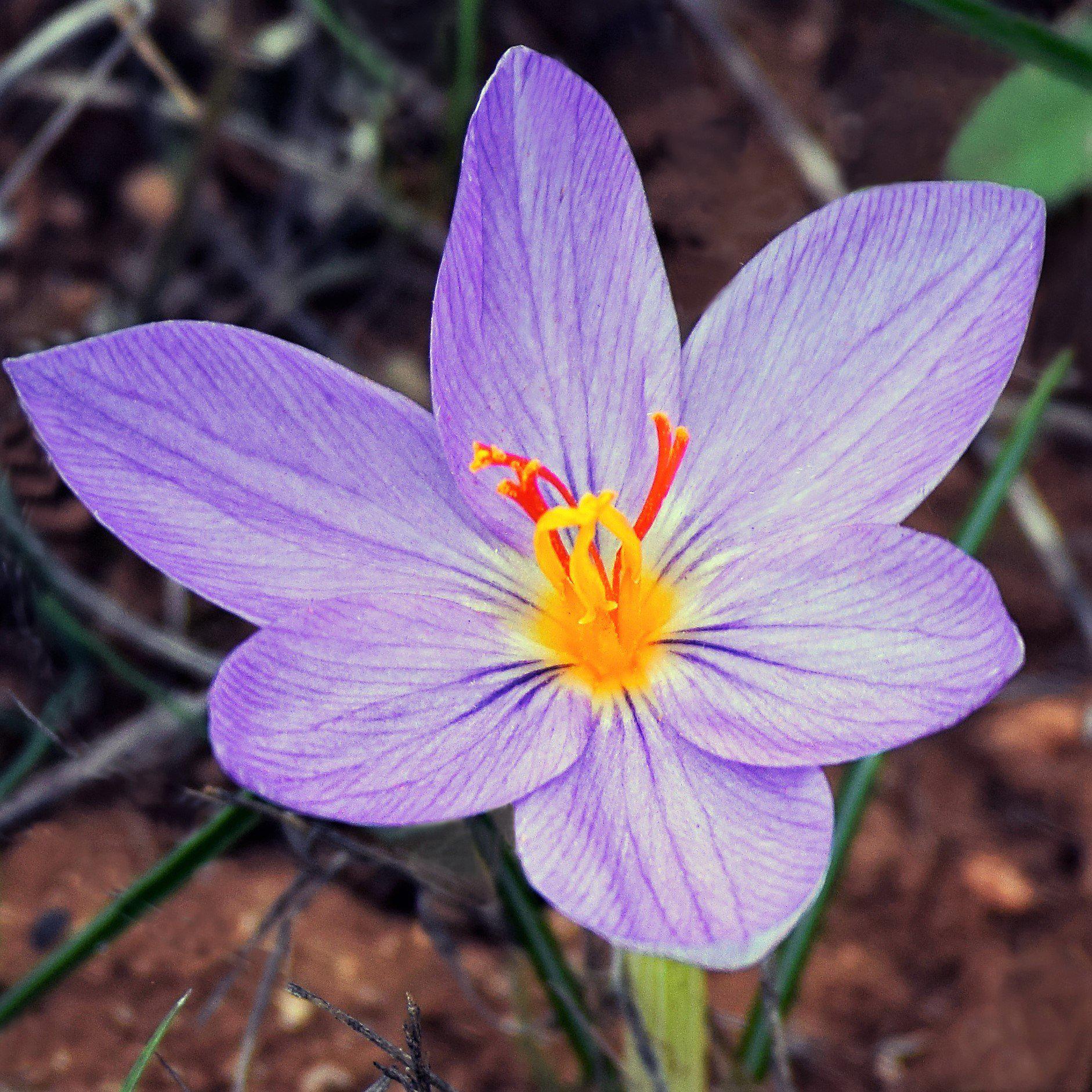 Crocus - Saffron