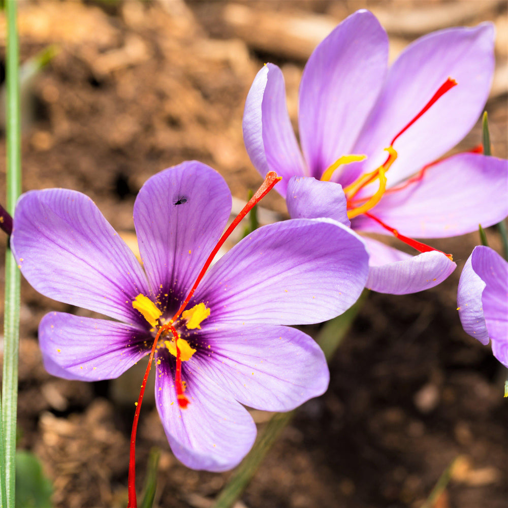 Crocus - Saffron