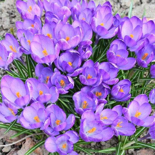 Crocus - Saffron