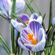 Crocus - King of the Striped: 20 Bulbs