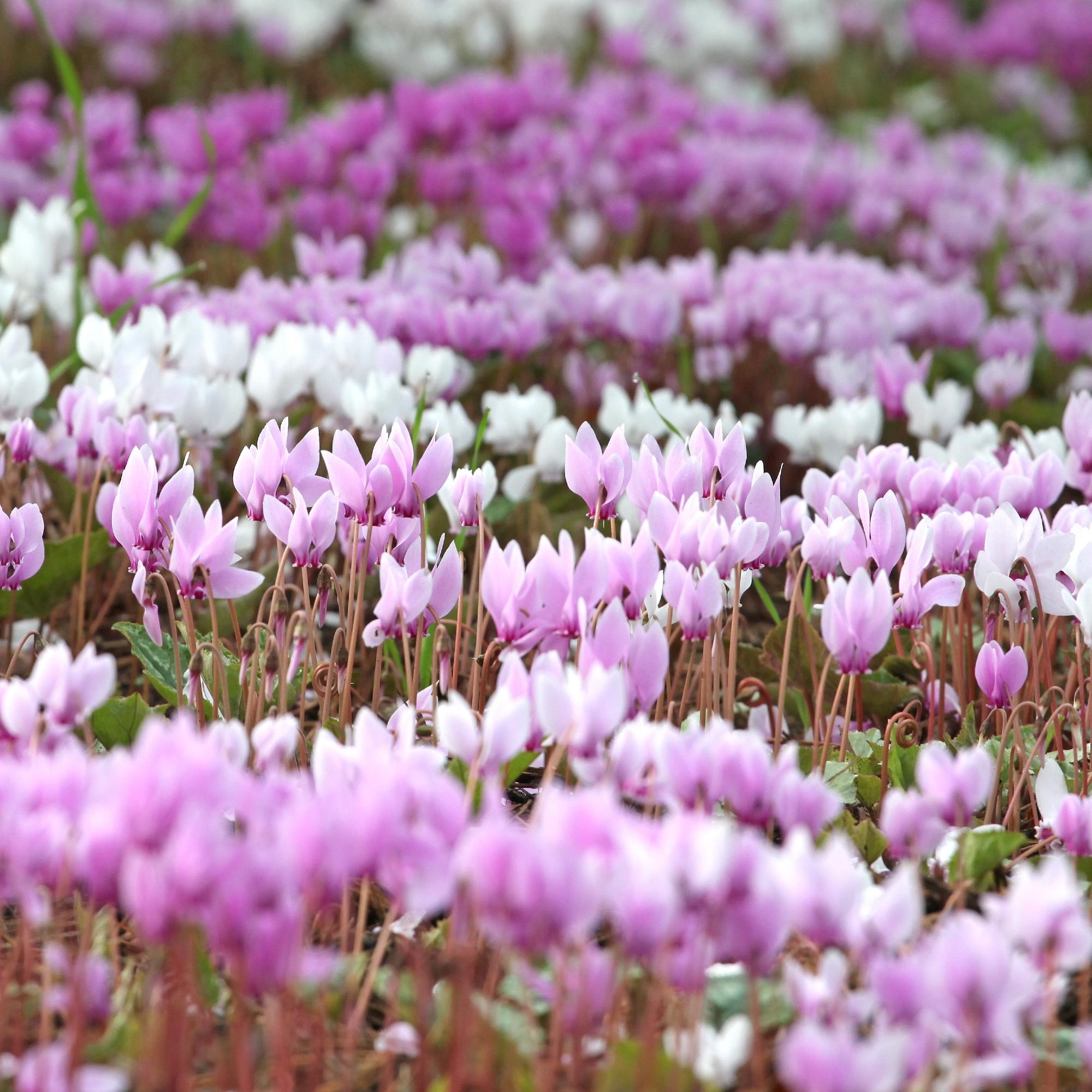 Cyclamen - Hederifolium (Hardy): 3 Bulbs