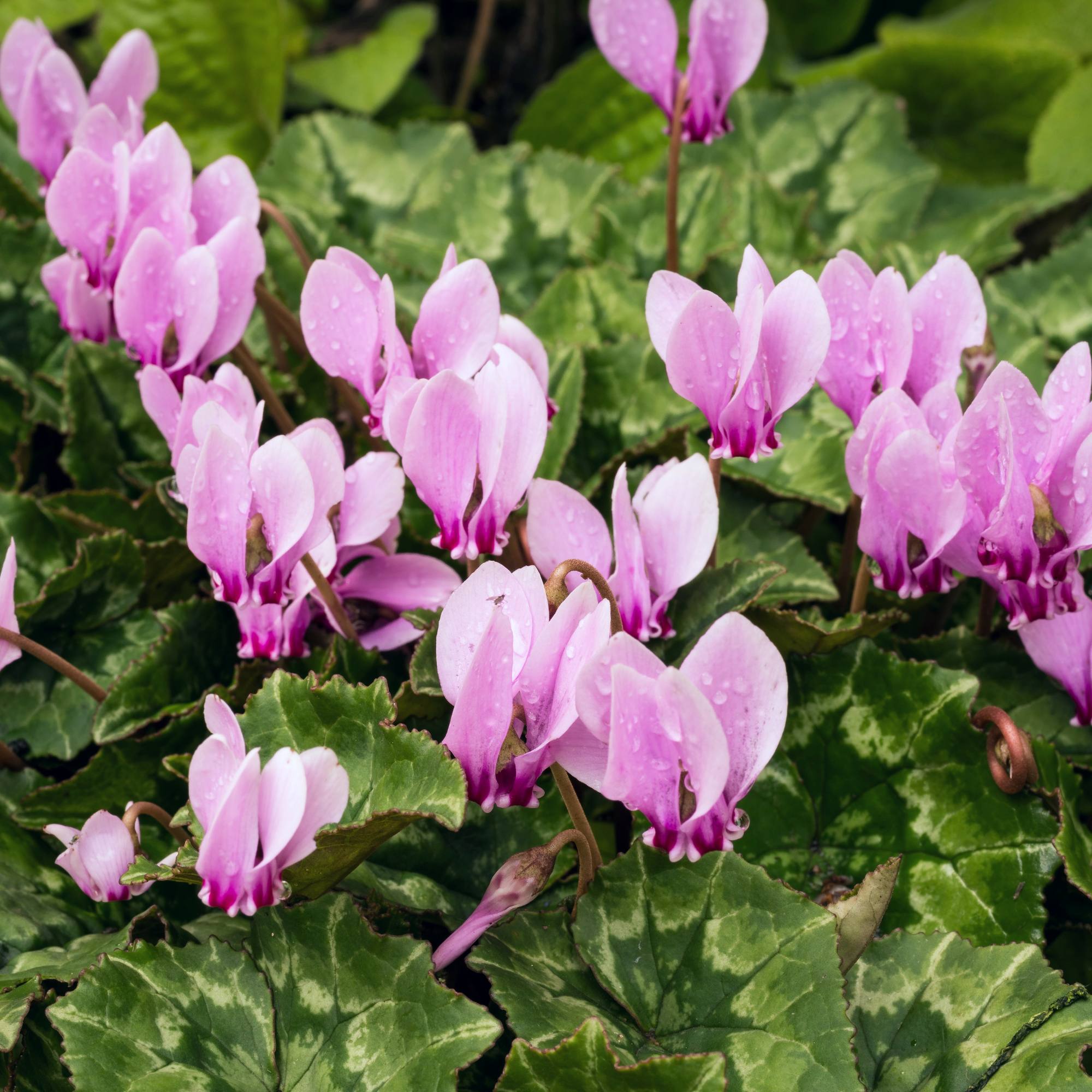 Cyclamen - Hederifolium (Hardy): 3 Bulbs