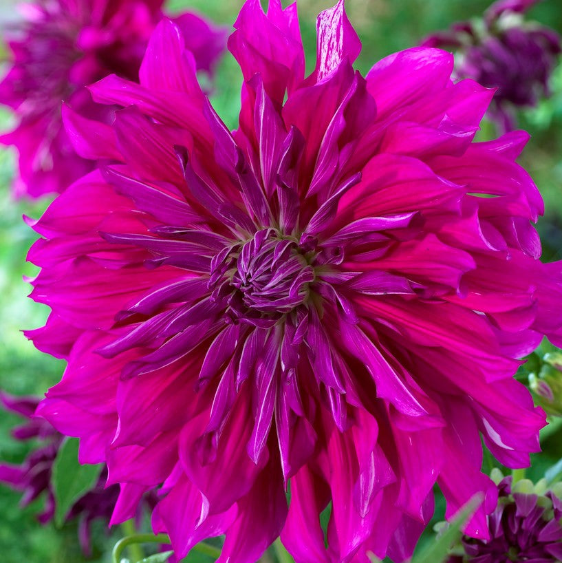 Dahlia - Purple Taiheijo: 3 divisions (multiple tubers per division)
