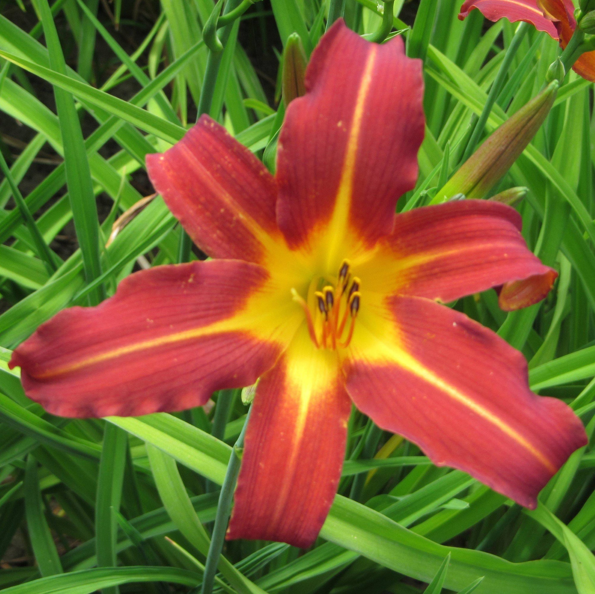 Daylily - Autumn Red: 3 Bareroots