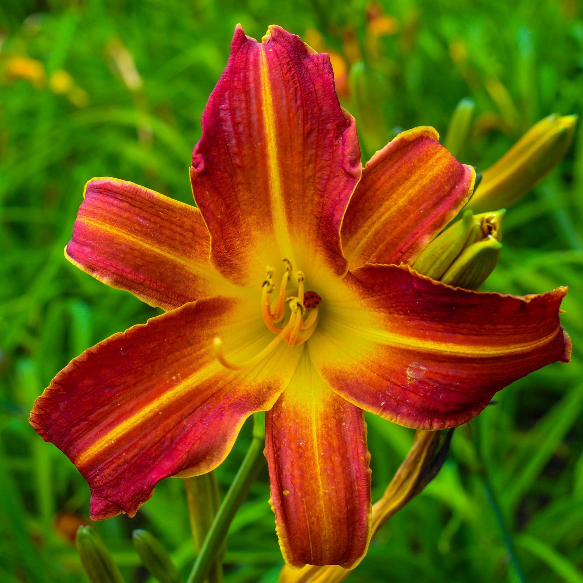 Daylily - Autumn Red: 3 Bareroots