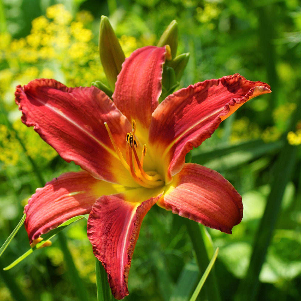 Daylily - Autumn Red: 3 Bareroots