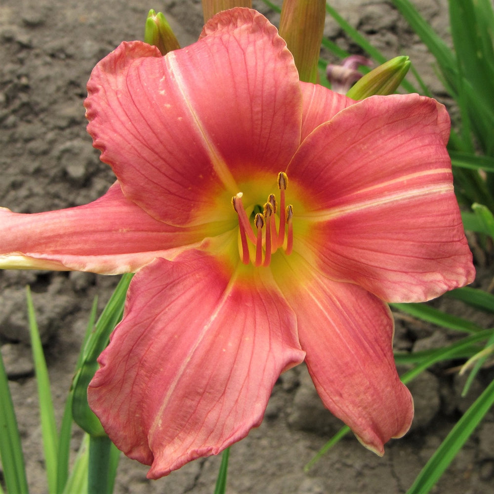 Daylily - Prairie Belle: 3 bareroots