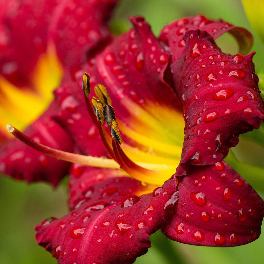 Daylily - Bumper Crop Mix: 10 Bareroots