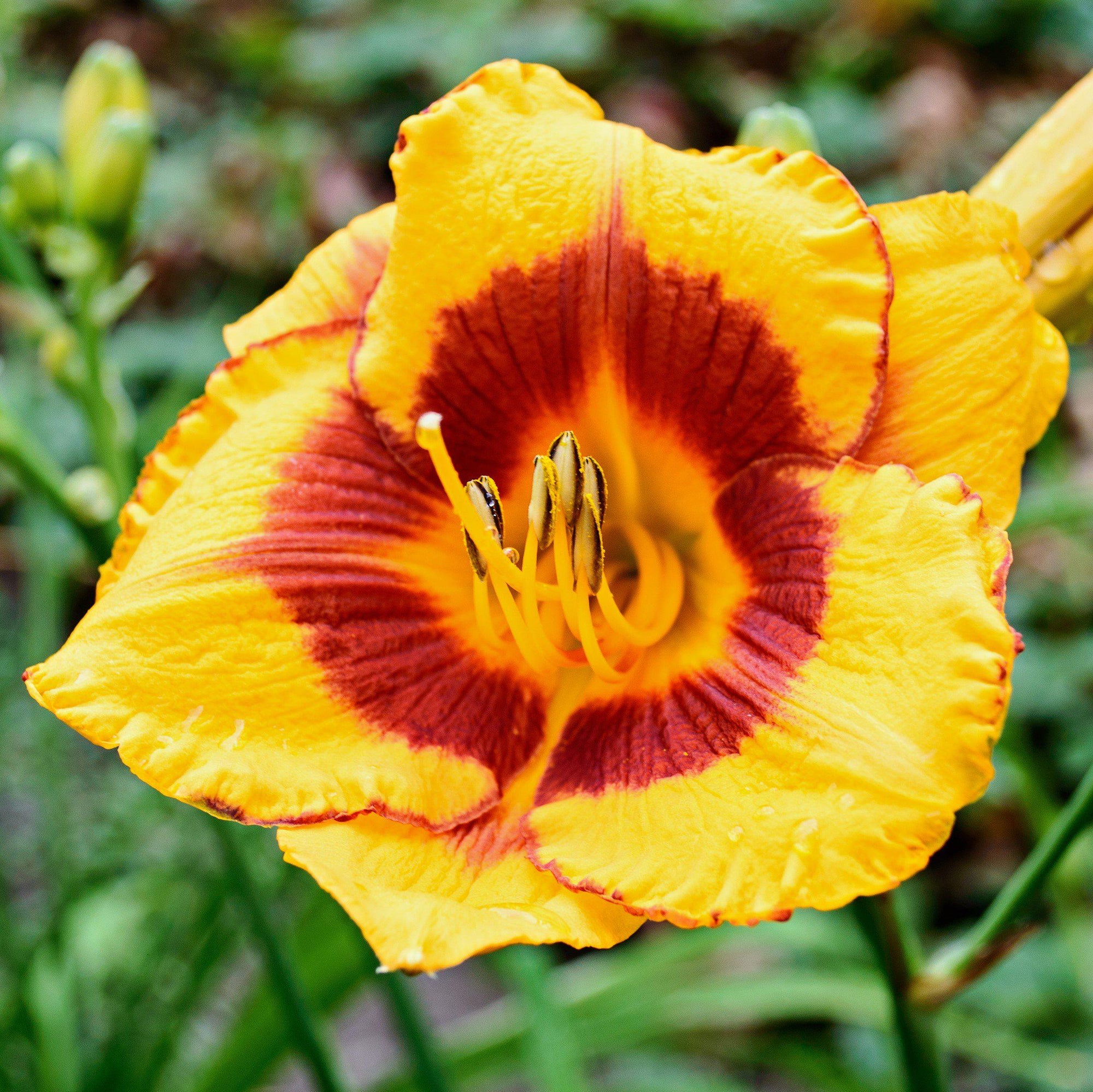 Daylily - Bumper Crop Mix: 10 Bareroots