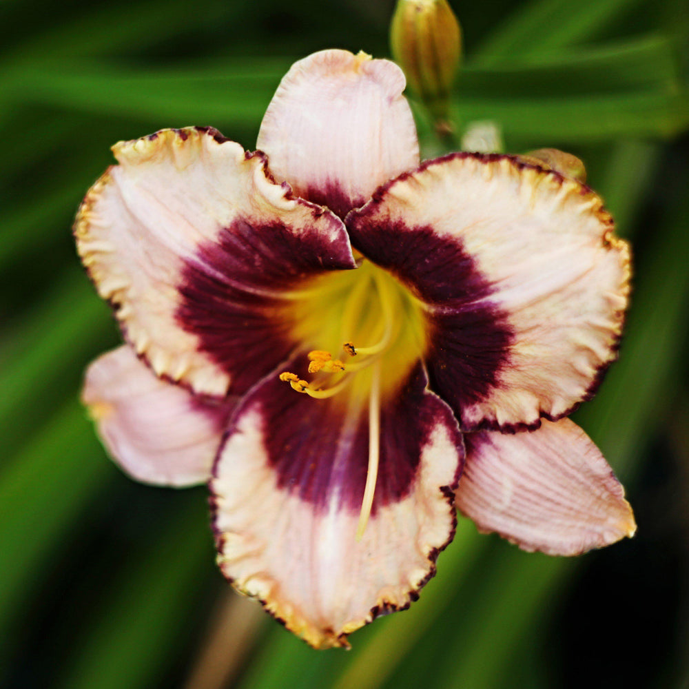 Daylily - Bumper Crop Mix: 10 Bareroots