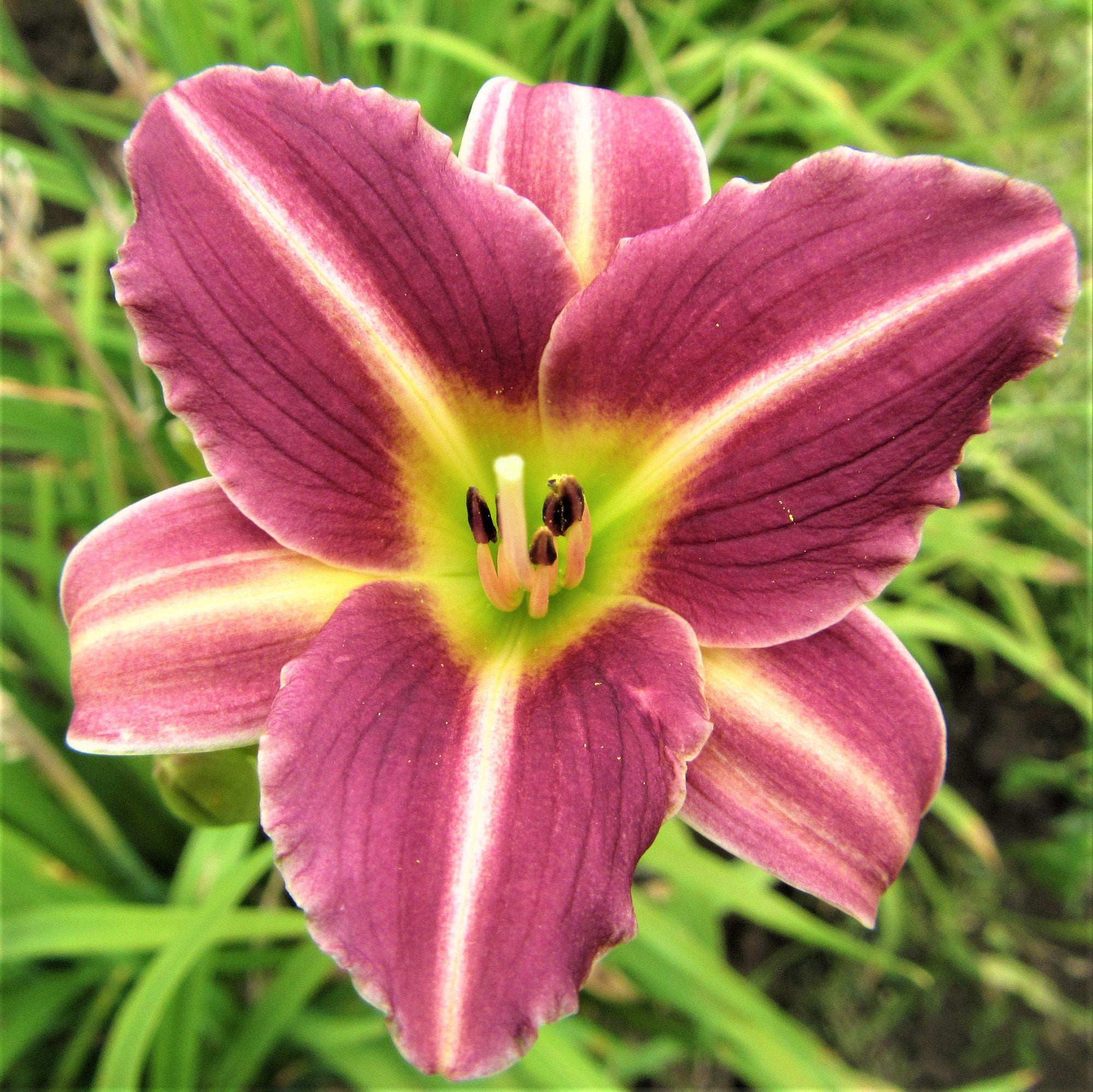 Daylily - Bumper Crop Mix: 10 Bareroots