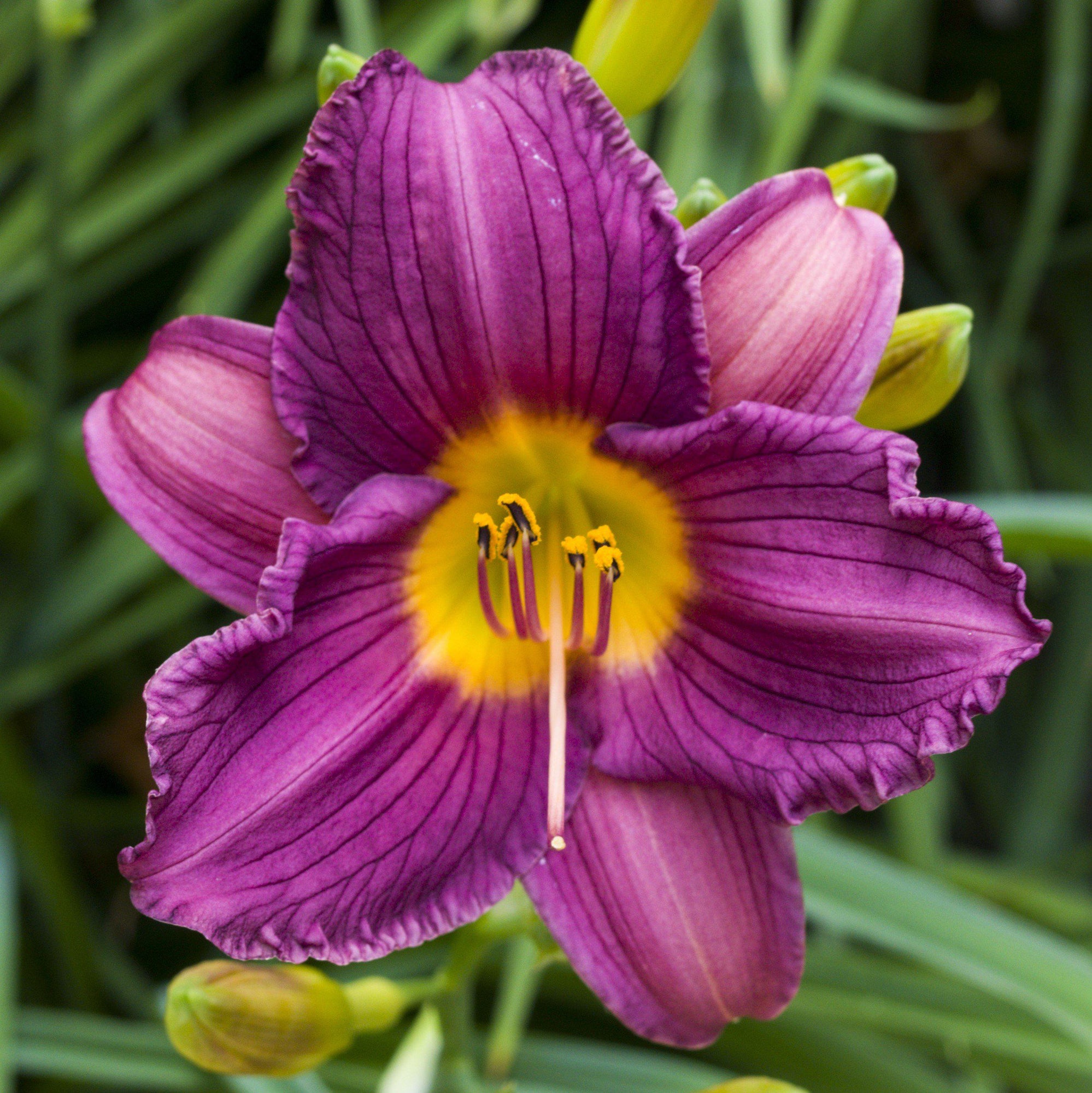 Daylily - Bumper Crop Mix: 10 Bareroots