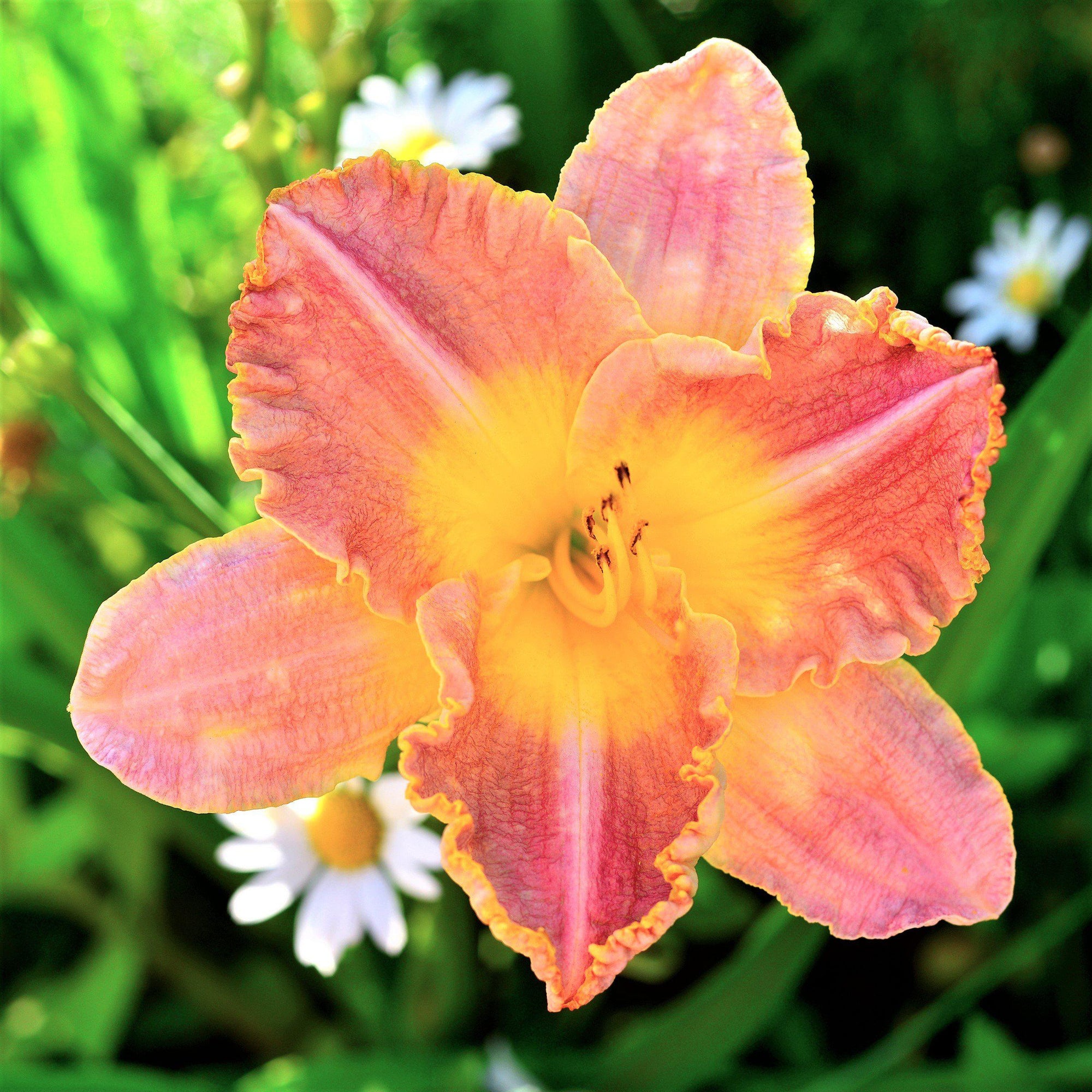 Daylily - Bumper Crop Mix: 10 Bareroots