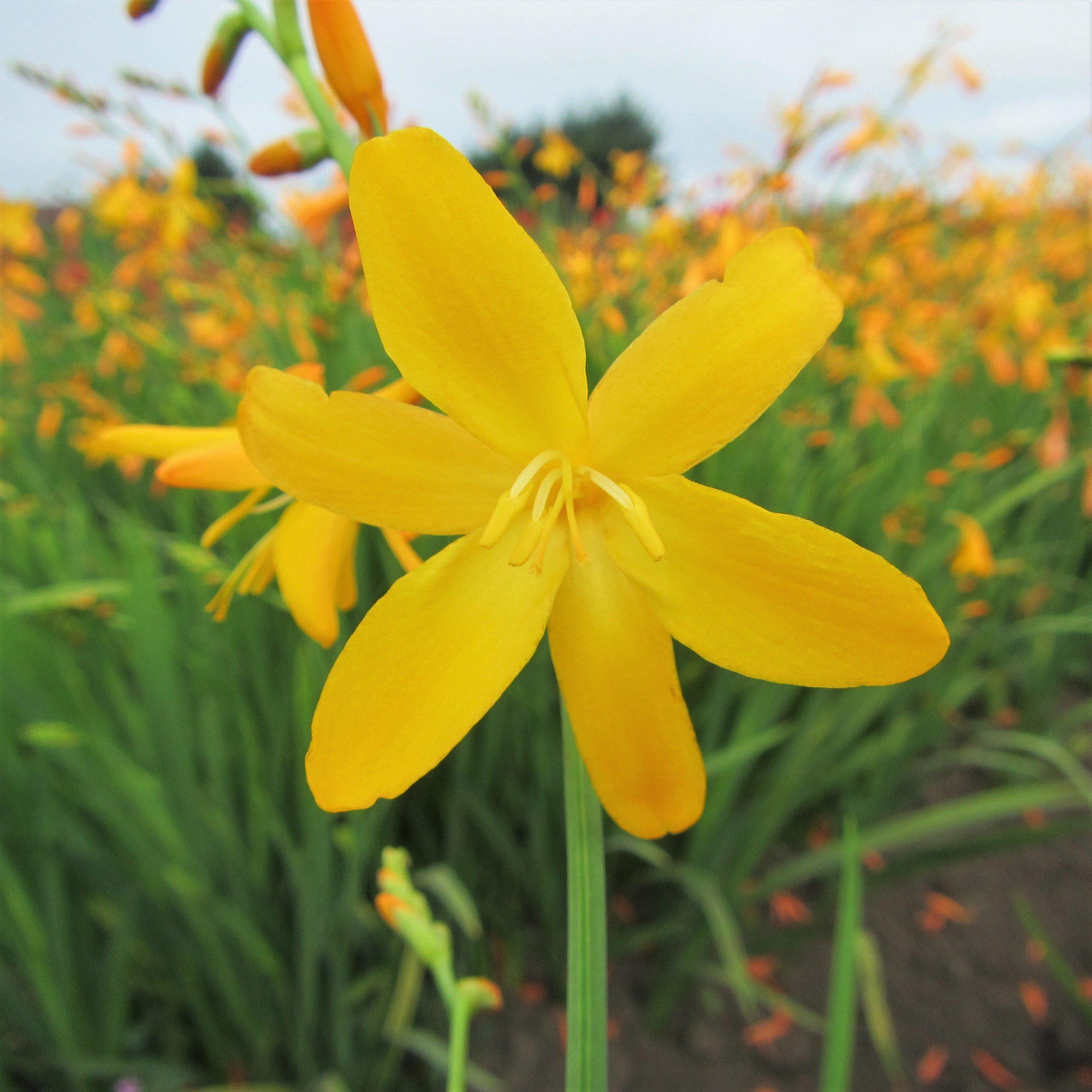 Crocosmia - George Davidson: 20 corms