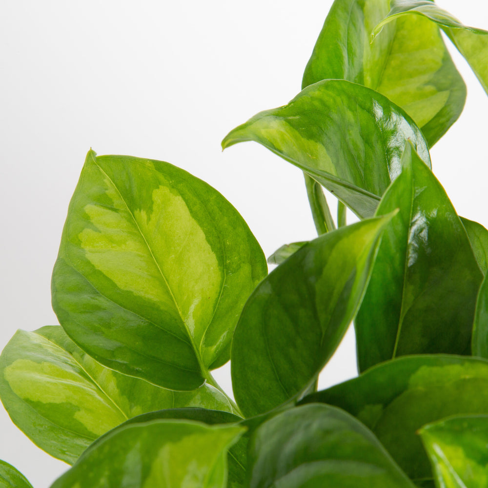 Global Green Pothos | medium 6in