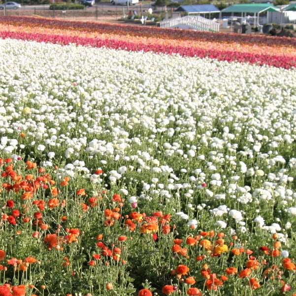 Ranunculus - Tecolote White: 10 Corms