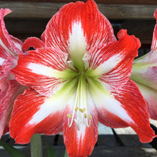 Amaryllis - Minerva: 1 Bulb