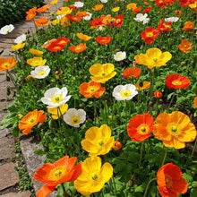 Poppy Iceland Mix Seed