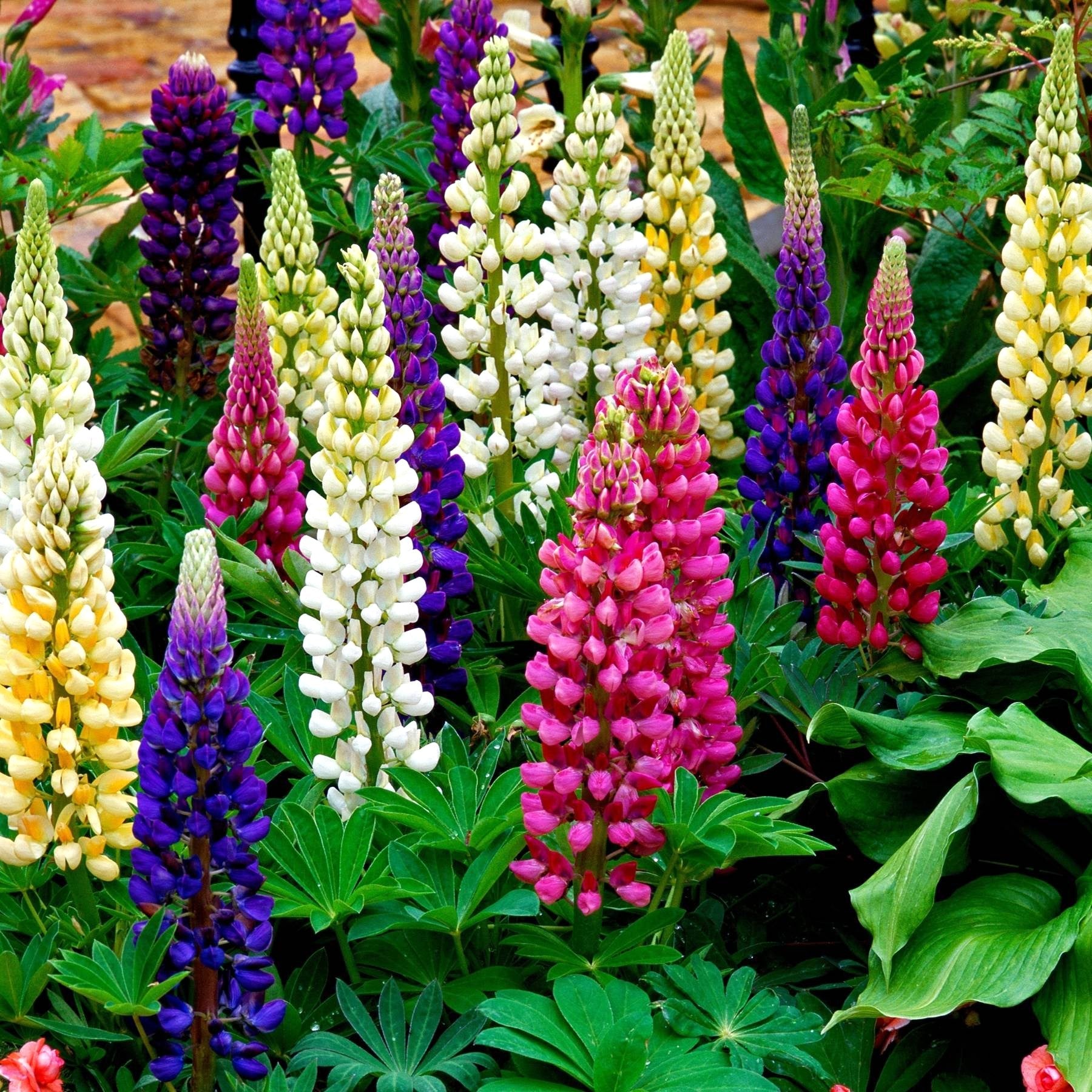 Lupine Tall Mix Seed
