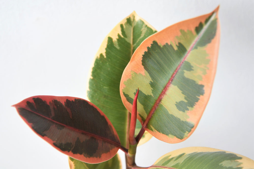 Ficus Ruby | medium 6in