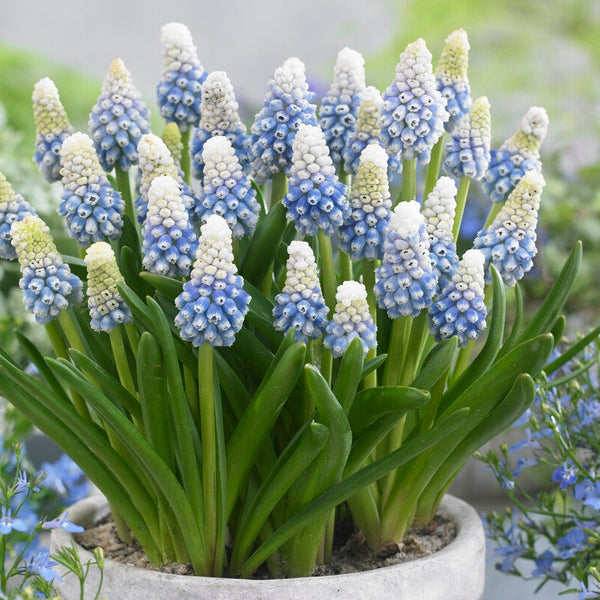 Muscari - Grape Hyacinth Mt. Lady: 10 Bulbs