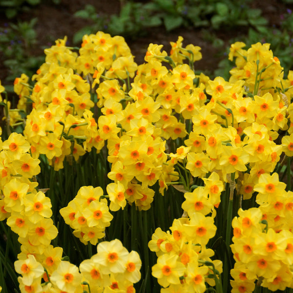 Narcissus - Daffodil Golden Dawn: 10 Bulbs