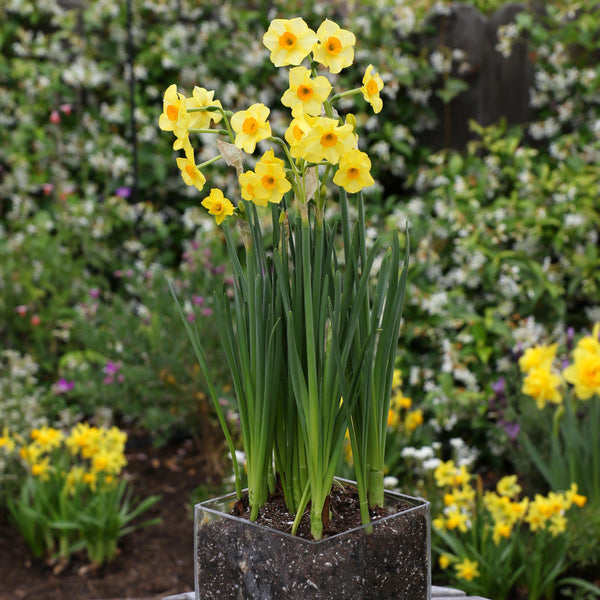 Narcissus - Daffodil Golden Dawn: 10 Bulbs