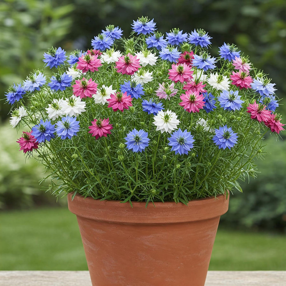 Nigella Mix Seed