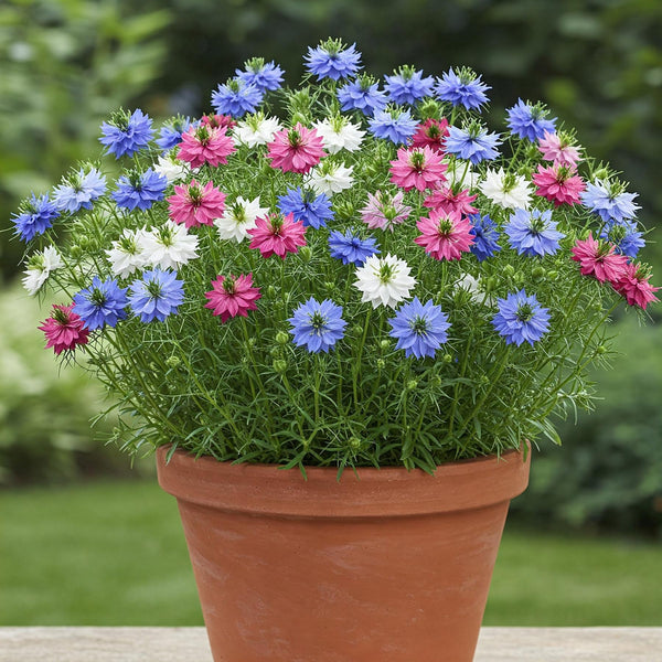 Nigella Mix Seed