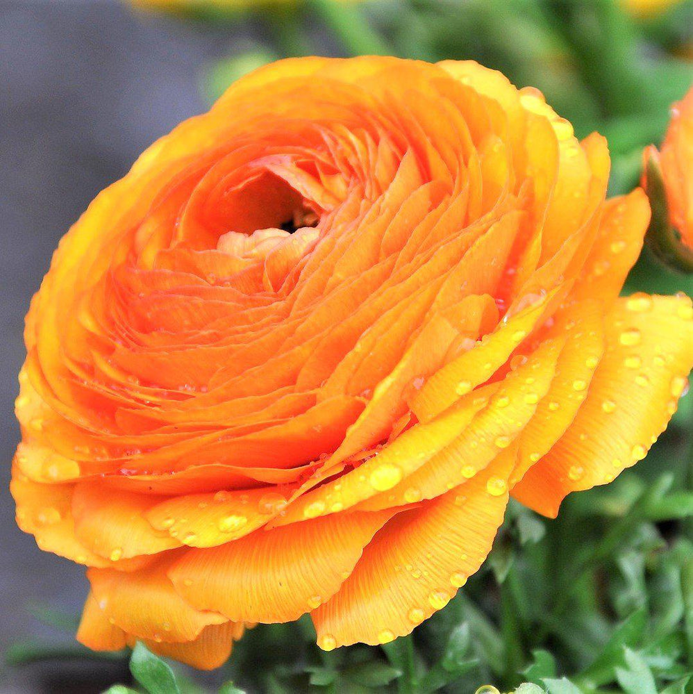 Ranunculus - Tecolote Gold: 10 Corms