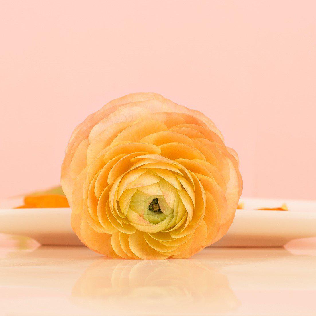 Ranunculus - Tecolote Gold: 10 Corms