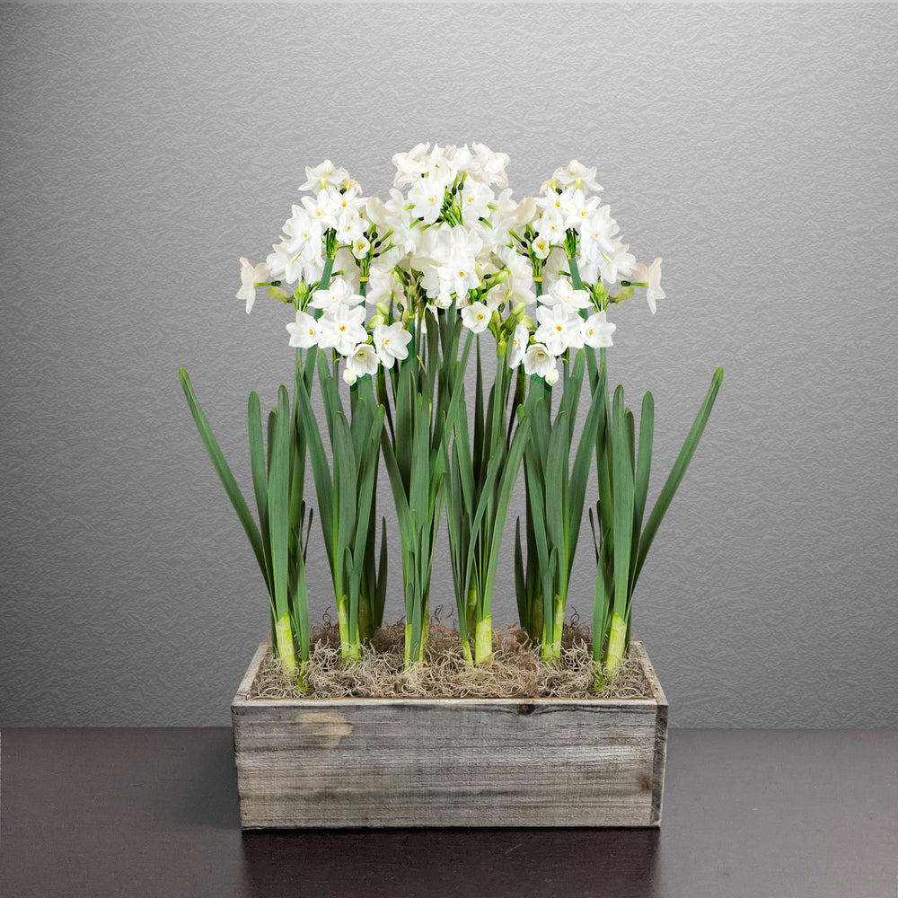 Narcissus - Paperwhite Bulbs in a Wood Rectangle Planter